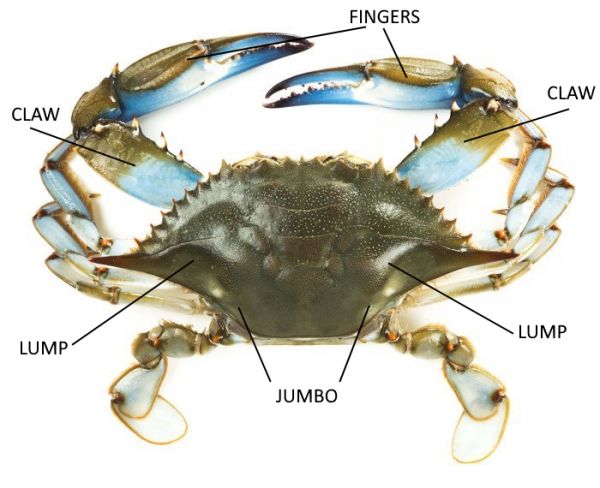 crab diagram photo